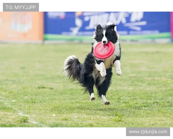 重庆飞盘队在极限运动世界杯中的逆袭之路与荣耀时刻