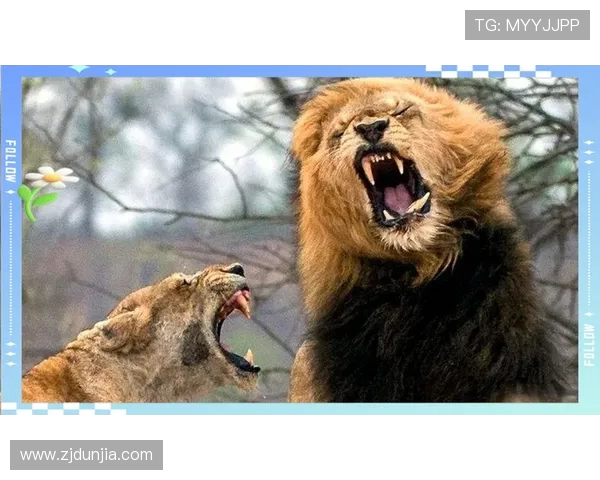 南墨尔本与布琳狮子激战正酣谁能在这场对决中笑到最后 南墨尔本与布琳狮子激战正酣谁能在这场对决中笑到最后